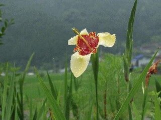 いろいろ もやし 花言葉 虹