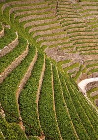 だんだん畑とは何ですか 急斜面にある畑のことです Yahoo 知恵袋