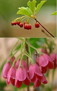 満点星 とはなんと読むのですか 満点星 と書く植物の読み方と Yahoo 知恵袋