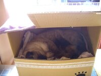 寒さに震える野良猫に 我が実家には野良猫がたくさん居座って Yahoo 知恵袋