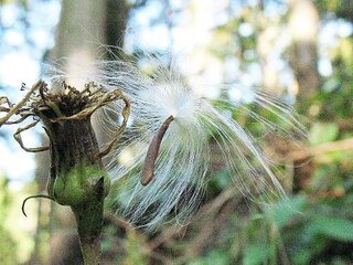 このくらいの時期に綿毛を飛ばす植物 このくらいの時期に綿毛を飛ばす Yahoo 知恵袋