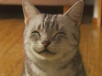 猫のスプーンのｃｍについて 猫のスプーンのｃｍで最後の Yahoo 知恵袋