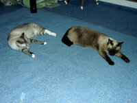 猫の無駄鳴きについて 飼い猫が甘えん坊の上おしゃべりで いつ Yahoo 知恵袋