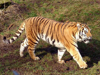 虎のしっぽは何色ですか 年賀状をつくっていて疑問ができました 虎のイ Yahoo 知恵袋