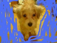 ミックス犬について ヨークシャテリアとマルチーズのハーフです Yahoo 知恵袋