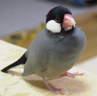 桜文鳥の写真載せてください あなたの可愛いさくら文鳥の写 Yahoo 知恵袋