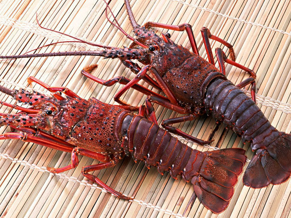 伊勢海老にハサミ - 伊勢海老にハサミはありますか？小さくても良い