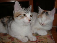 三毛猫なのに茶トラ 今日 変わった模様の猫ちゃんを見ま Yahoo 知恵袋