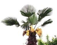この植物の名前を教えてください ヤシの木のような 南国風の枝と葉で 幹はけ Yahoo 知恵袋