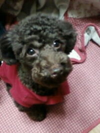 トイプードル １才半 レッド オス 最近首から背中にかけて白 Yahoo 知恵袋