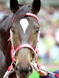 馬の鼻のところの白い模様 紋とか流星とか言うんでしたっけ 号の模 Yahoo 知恵袋