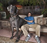 世界で一番大きい犬は何ですか グレートデンのジョージは 体長が約2 Yahoo 知恵袋