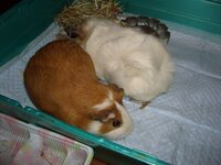 モルモットを飼おうと思っています そこで なにかいい名前ありますか おそらく Yahoo 知恵袋