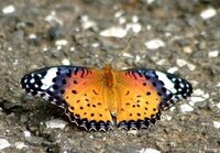 蝶に詳しいかた 中央がオレンジ系羽が黒と少し白なんていう蝶 下の画像のよ Yahoo 知恵袋