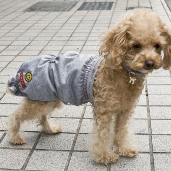 犬様の腹巻きってありますか ありますよbirdie犬用 Yahoo 知恵袋