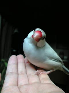 ペット クリアランス 鳥 なつく