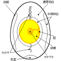 卵のカラザ昔は無かった 卵を割ると 白いウネウネしたキモイものが有り Yahoo 知恵袋