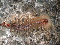 海毛虫について 最近海毛虫という生き物を知ったのですがこの虫は一 Yahoo 知恵袋