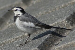 鳥の名前を教えてください 黒白の鳥で 大きさは２０ｃｍくらいです 黒の Yahoo 知恵袋