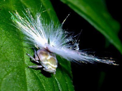 この寄生虫について教えてください 先ほどカマキリや魚の寄生 Yahoo 知恵袋