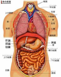 人体の内臓の位置の図はありませんか 病気のときなど何処が痛いと表 Yahoo 知恵袋