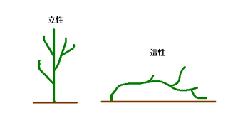 コンプリート 剪定 枝 読み方 誕生 日 ライン 友達