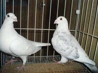 銀鳩の求愛行動 銀鳩を３匹飼っているのですが 最近 １匹が Yahoo 知恵袋