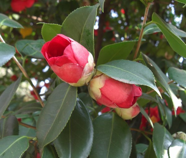 椿の花って縁起が悪い 花首がポロッと落ちるので縁起が悪いと聞い Yahoo 知恵袋