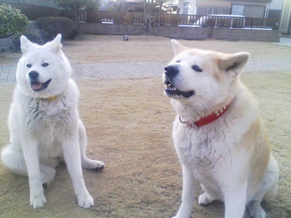 超大型犬グレート ピレニーズを飼っている方 またはよく知っている方はいらっしゃ Yahoo 知恵袋