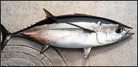 びんちょうマグロの刺身を使ってマグロの漬けを作ったところ マグ Yahoo 知恵袋