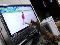 飼い猫がテレビを見ることについて うちの猫は動物が出てる番組を見せると と Yahoo 知恵袋