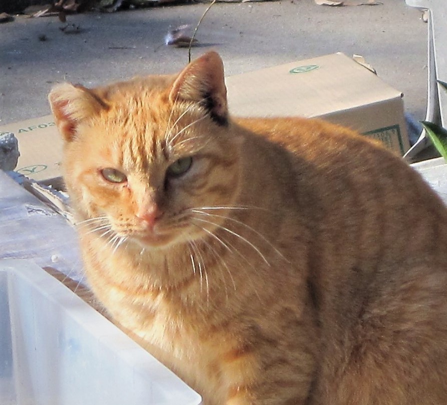 土佐日記の冒頭の 男もすなる日記というものという文ありますよね Yahoo 知恵袋