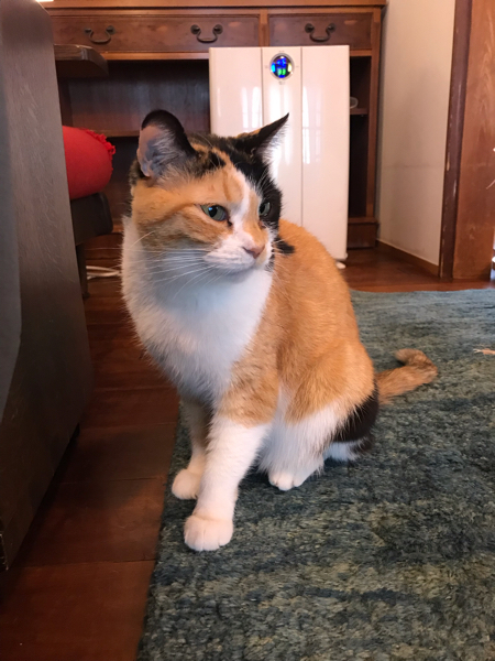 普通のバイク屋で修理してもらうのと ホンダドリームでやって貰うのとでは Yahoo 知恵袋