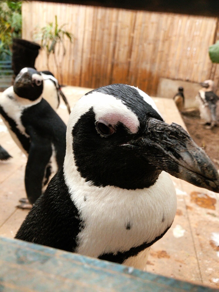 東京ディズニーランド ディズニーシーでのポケモンgoはなぜ禁止にならないのです Yahoo 知恵袋