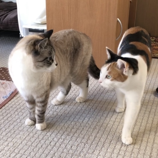 とびだせどうぶつの森南の島の復旧方法お世話になります 今回 友人と初めてどう Yahoo 知恵袋