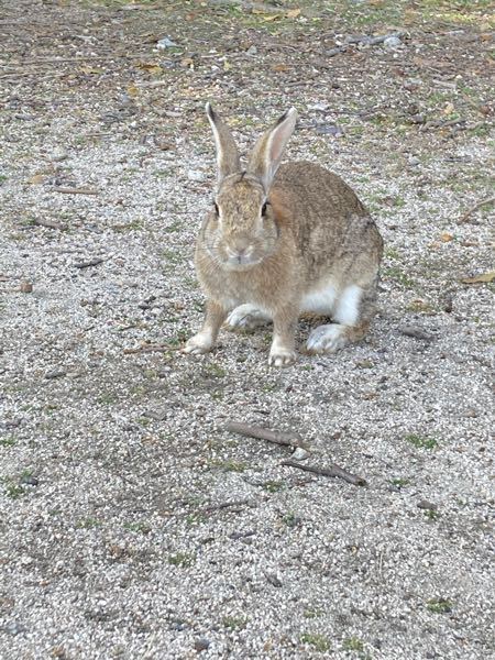 邦画の 渇き はどのくらいグロいのでしょうか とても見たいのですが グ Yahoo 知恵袋