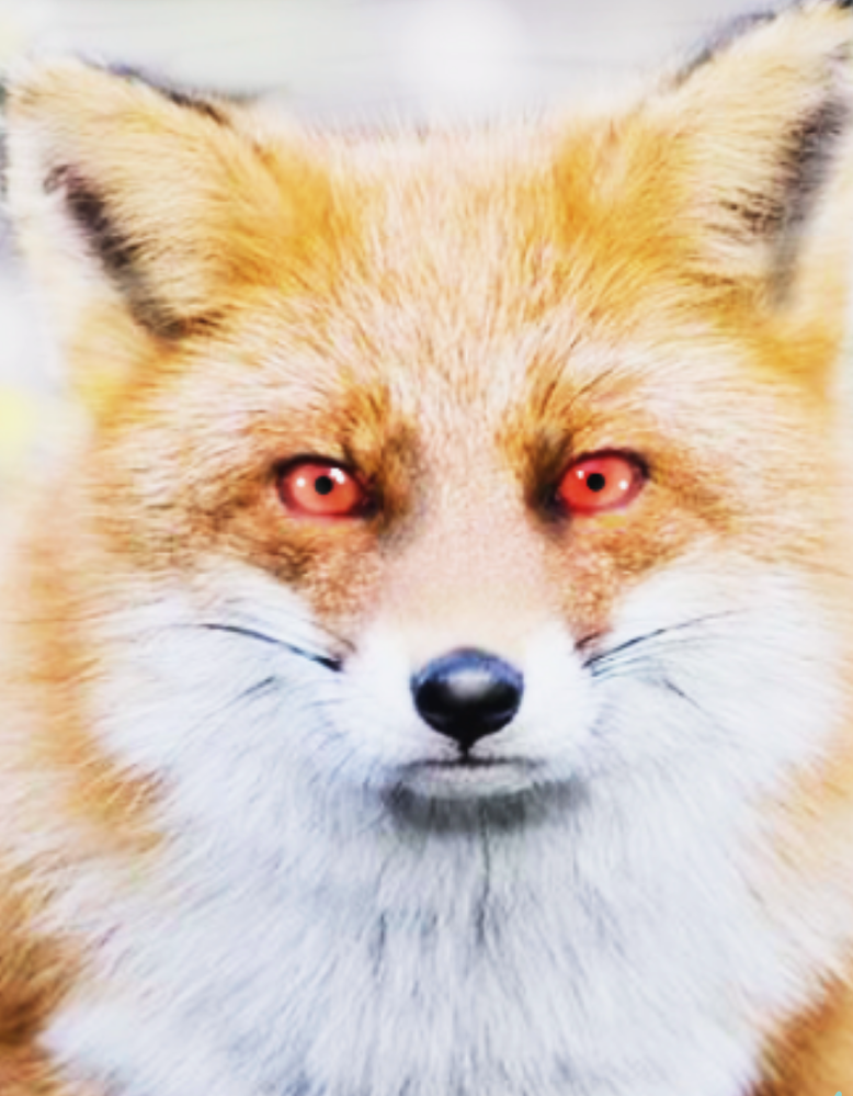 私は犬を飼っているのですが 死んだら剥製にしたいと女房に言ったら Yahoo 知恵袋