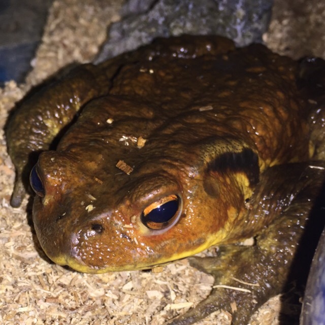 テラフォーマーズ って地球に帰ってきてから超つまんなくなって作者 Yahoo 知恵袋