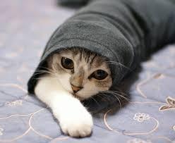 マインクラフトのブレイズトラップについて質問です Switchedi Yahoo 知恵袋