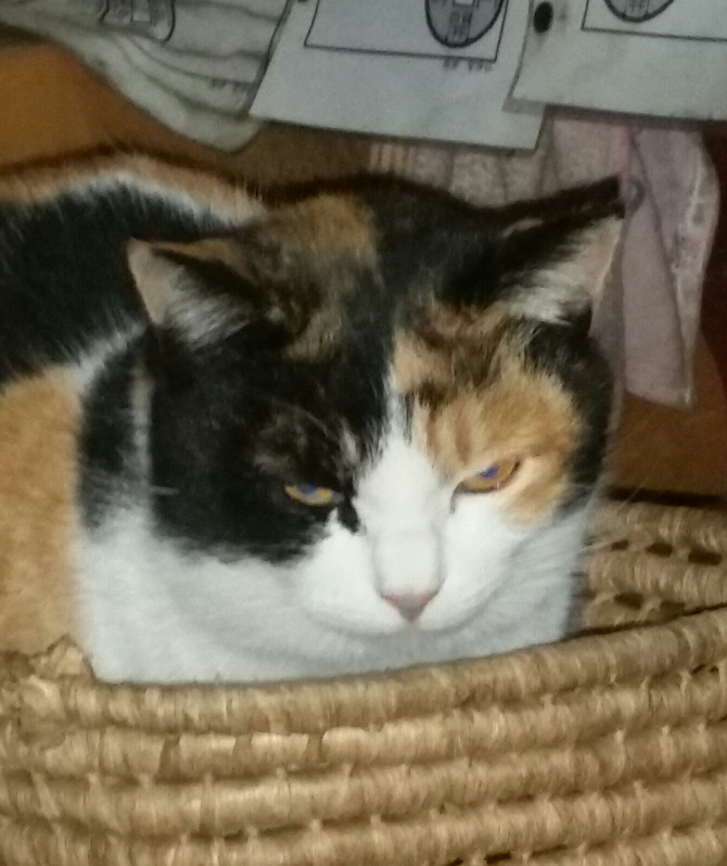 ハコベの種は 100円ショップに売ってますか または どこで売っ Yahoo 知恵袋