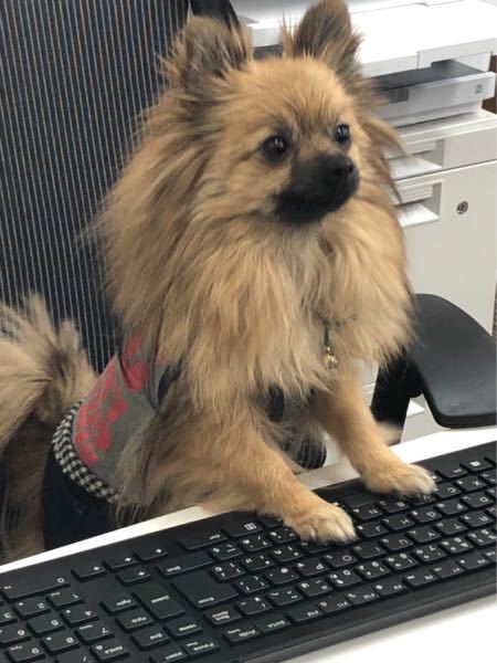 レッツゴーイーブイについて コイキングをギャラドスに進化 Yahoo 知恵袋