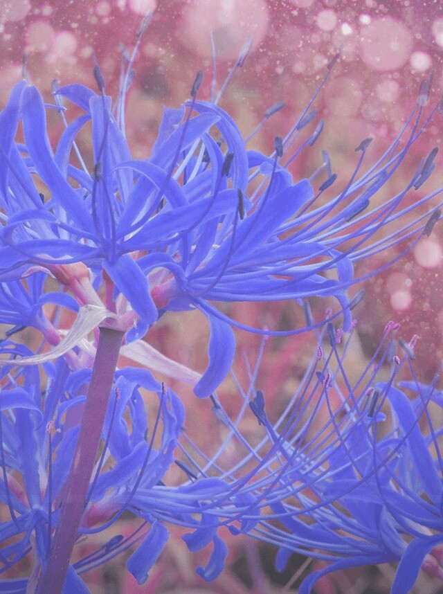 彼氏がアニメ好きなのですが 気持ち悪いです 口が悪くてすみま Yahoo 知恵袋