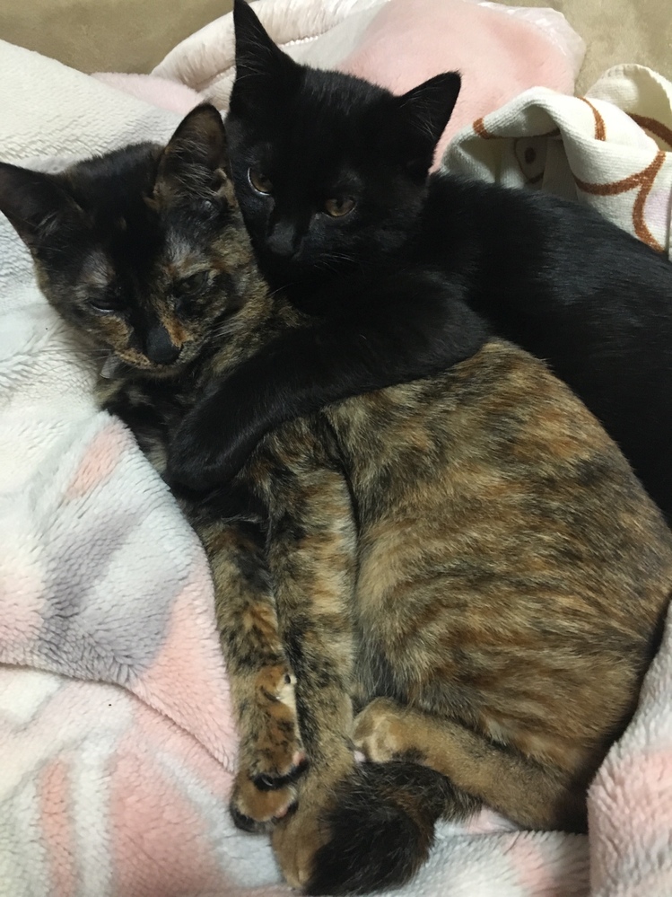 うちの猫が発情期を迎えました いつも以上によって来てくれるので飼い主とし Yahoo 知恵袋