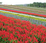 ドラマ ロング ラブレター 漂流教室 の結末についてお伺いします Yahoo 知恵袋