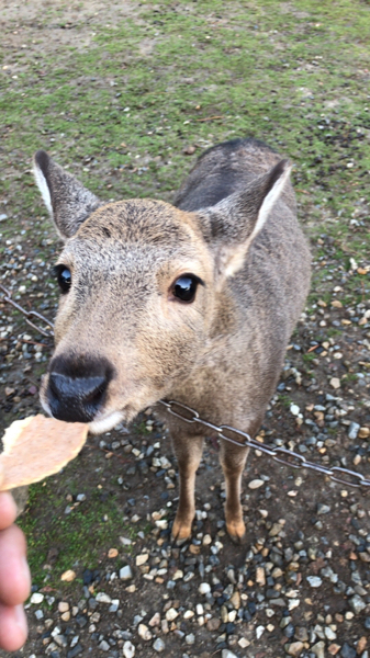 Pcでpubgmobileをしたくてnoxとブルースタックス Yahoo 知恵袋
