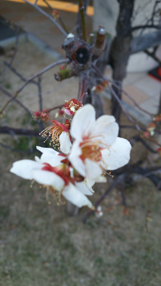 女の子に かすみ という名前を付ける場合 どういう意味として付けるの Yahoo 知恵袋