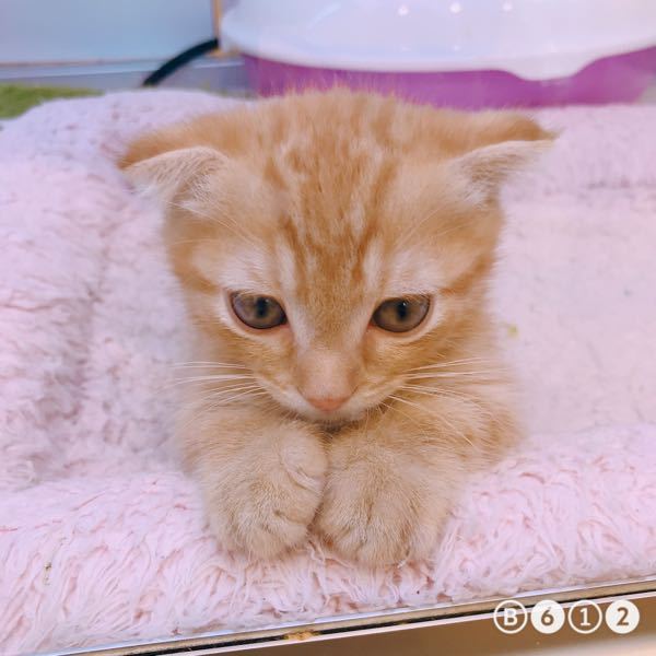 とびだせどうぶつの森の家具について とび森の家具に プリンセス シリ Yahoo 知恵袋