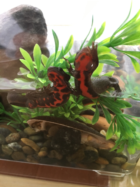 水草が茶色くなるのはなぜでしょうか アクアリウム初心者ですm Yahoo 知恵袋