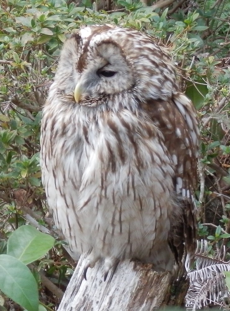 ベラの刺身は不味いですか 案外美味しかったです ベラだ Yahoo 知恵袋