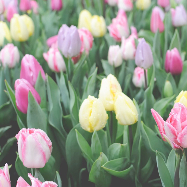 好き避けする女性に質問です 好き避けからごめん避けになる時 Yahoo 知恵袋